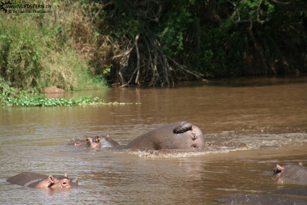 IMG 7889-Kenya, hippos in Kimana River